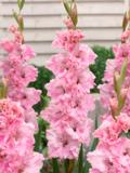 Gladiolus Samara 10 kpl/pussi