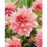 Daalia Otto's Thrill 1 kpl/pussi