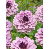 Daalia Creme de Cassis 1 kpl/pussi