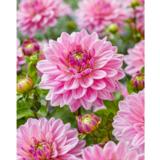 Daalia Anne Marie 1 kpl/pussi