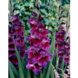 Gladiolus Velvet Eyes 10 kpl/pussi