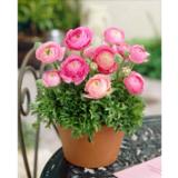 Jaloleinikki vaaleanpunainen lajitelma 10 kpl/pussi