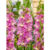 Gladiolus Happy Disco 10 kpl/pussi
