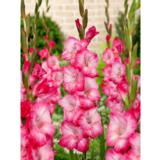 Gladiolus Cantate 10 kpl/pussi