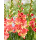 Gladiolus Mango Muse 10 kpl/pussi