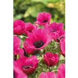 Kruunuvuokko Sylphide 15 kpl/pussi