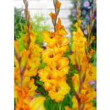 Gladiolus Goldrush 10 kpl/pussi