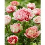 Kruunuvuokko Peony Red and White 8kpl/pussi