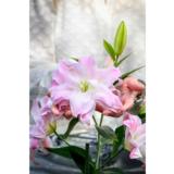 Lilja Lotus Queen 3 kpl/pussi