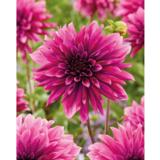 Daalia Tanita 1 kpl/pussi