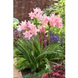 Amarkriinumi Howardii Pink 1 kpl/pussi