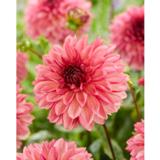 Daalia Bacardi 1 kpl/pussi