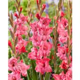 Gladiolus Strawberry Swirl 10 kpl/pussi