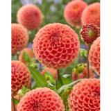 Daalia Cornel Brons 1 kpl/pussi