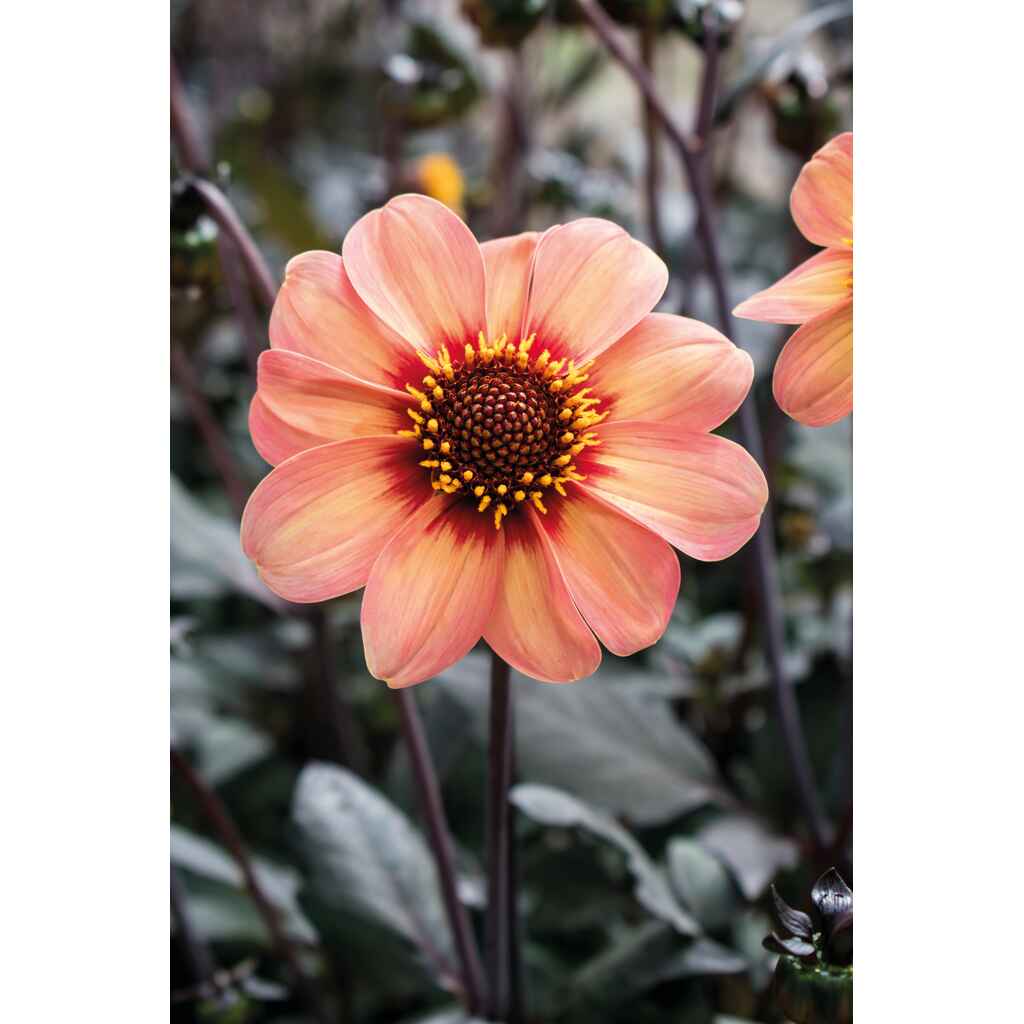 Daalia HS First Love