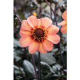 Daalia HS First Love 1 kpl/pussi