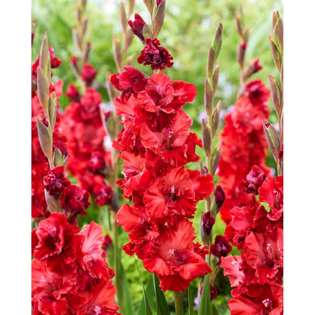 Gladiolus 'Velvet Raspberry'