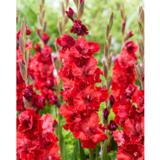 Gladiolus Velvet Raspberry 10 kpl/pussi