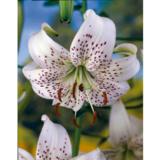 Lilja White Tiger 3 kpl/pussi