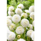 Daalia Petra's Wedding 1 kpl/pussi