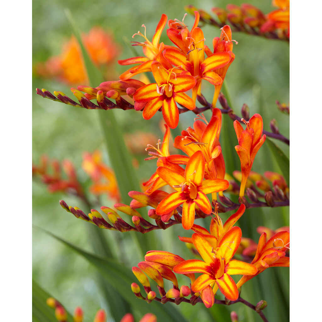 Crocosmia 'Firestars Firestarter', 10 sipulia/pussi