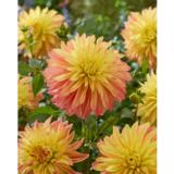 Daalia Blushing Lady 1 kpl/pussi