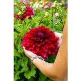 Daalia Zorro 1 kpl/pussi