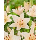 Lilja Coral County 3 kpl/pussi