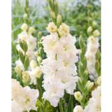 Gladiolus Ivory Perfection 10 kpl/pussi