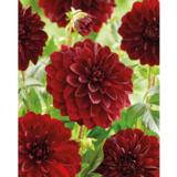 Daalia Arabian Night 1 kpl/pussi