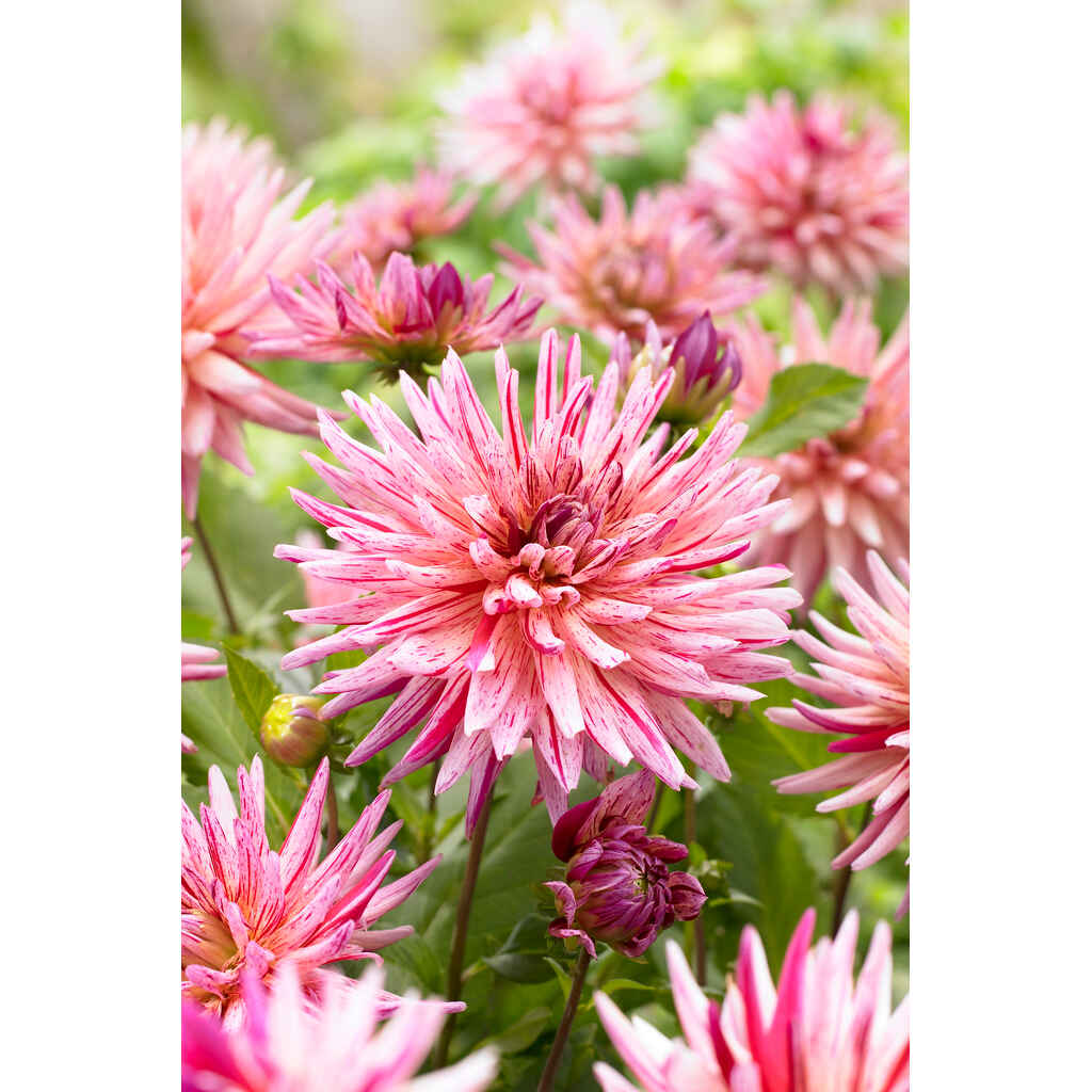 Daalia 'Alain Mimoun'