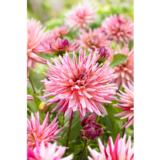 Daalia Alain Mimoun 1 kpl/pussi