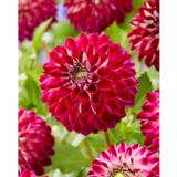 Daalia Embassy 1 kpl/pussi