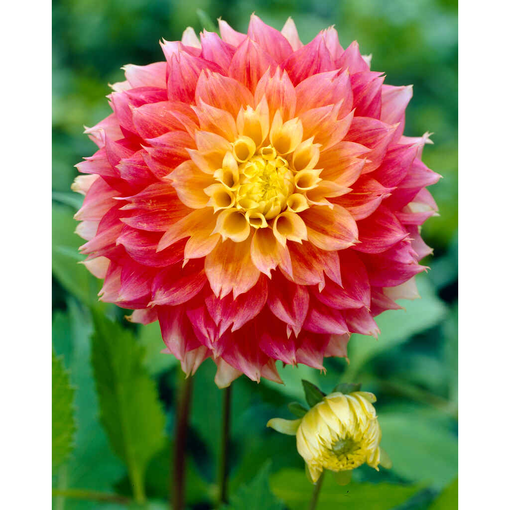 Daalia 'Kogane Fubuki'