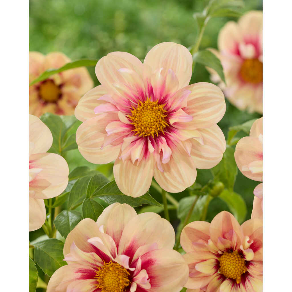 Daalia 'Rhubarb and Custard'