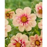 Daalia Rhubarb and Custard 1 kpl/pussi