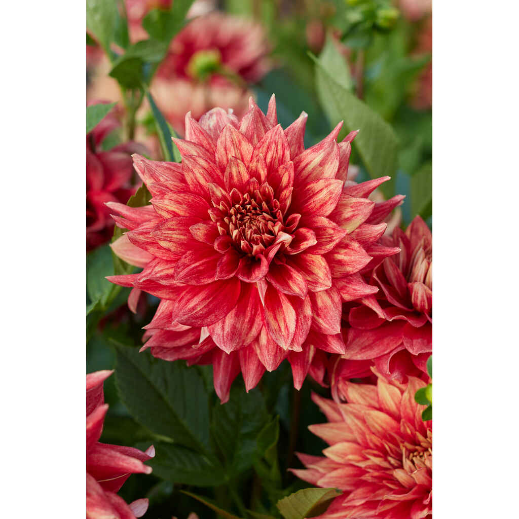 Daalia 'Dazzling Magic'