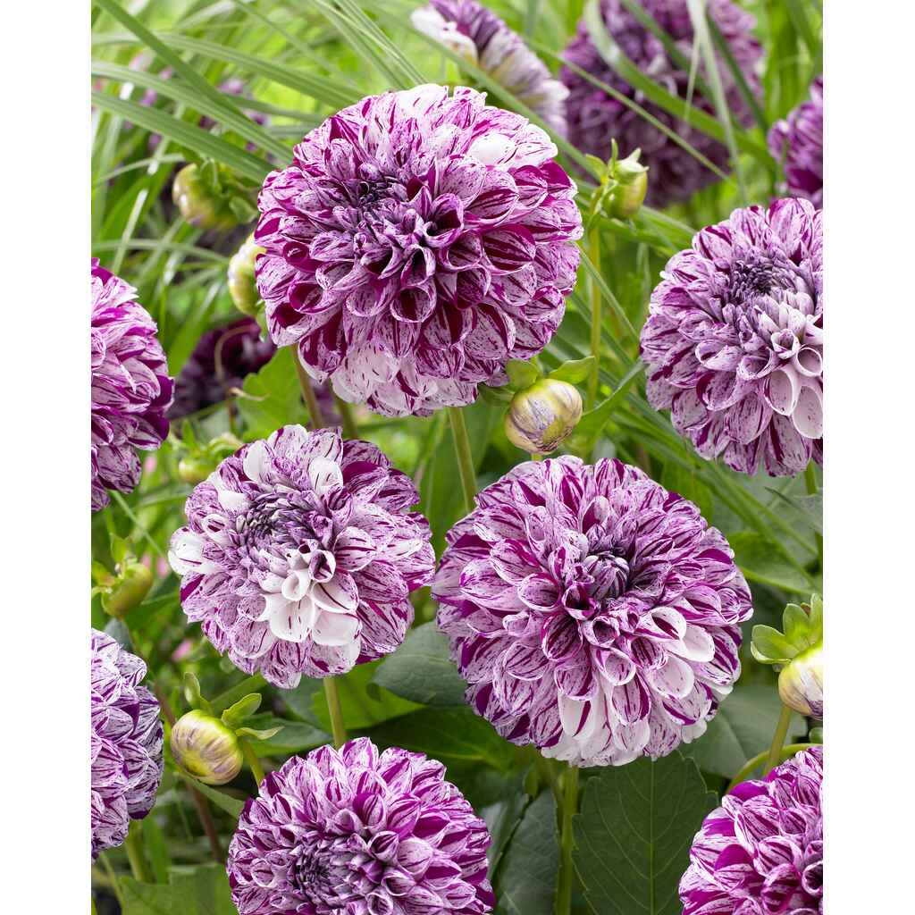 Daalia 'Marble Ball'