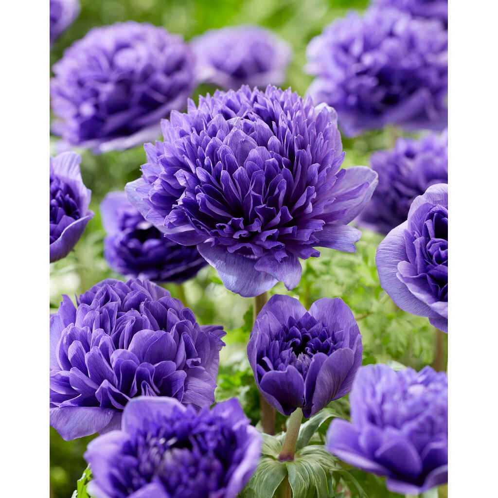 Kruunuvuokko 'Peony Blue'