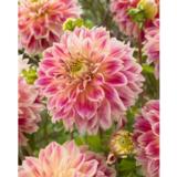 Daalia Temple of Beauty 1 kpl/pussi