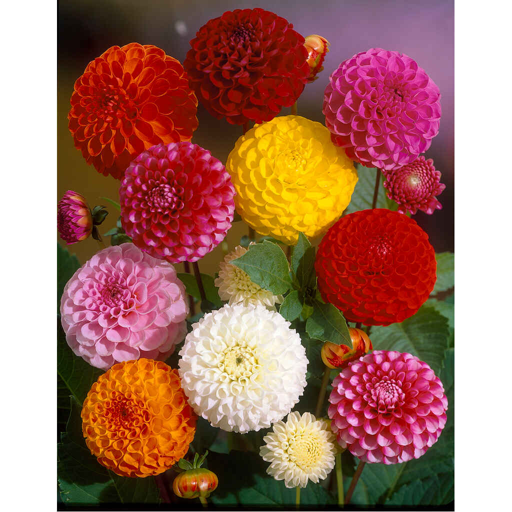 Pallodaalia lajitelma