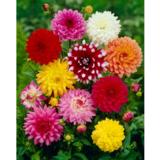 Koristedaalia lajitelma 3 kpl/pussi