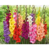 Gladiolus lajitelma 25 kpl/pussi