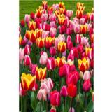 Tulppaanilajitelma Long Lasting Giants, 50 sipulia/pussi
