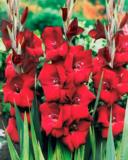 Gladiolus Espresso 10 kpl/pussi