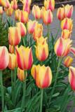 Tulppaani Blushing Lady, 50 sipulia/pussi
