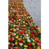 Tulppaanilajitelma Double Pleasure, 50 sipulia/pussi