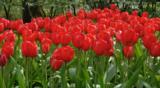 Tulppaani Red Impression, 50 sipulia/pussi