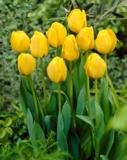 Tulppaani Golden Apeldoorn, 50 sipulia/pussi