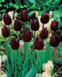 Tulppaani Queen of Night, 50 sipulia/pussi